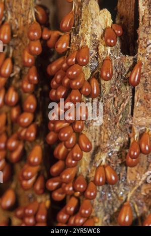 Lionfruit molti corpi fruttiferi con capsule di frutta marrone a forma di mazza uno accanto all'altro sul tronco dell'albero Foto Stock