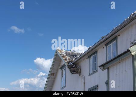 Gabbiani che nidificano sul tetto di una casa nel centro del villaggio e la popolano, A i Lofoten, Moskenesoy, Lofoten, Norvegia, Europa Foto Stock