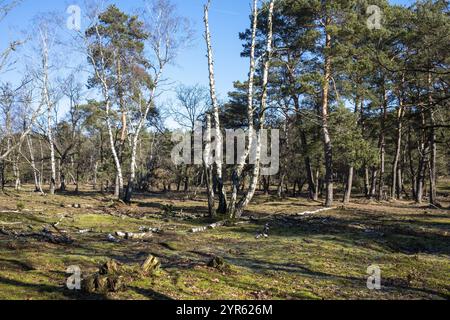 Foresta illuminata dal sole con vari alberi che gettano ombre su un terreno erboso Foto Stock