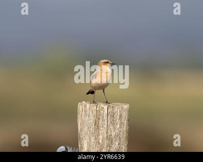 Femmine a nord sui livelli di Gwent in Galles Regno Unito [ Oenanthe Oenanthe ] Foto Stock