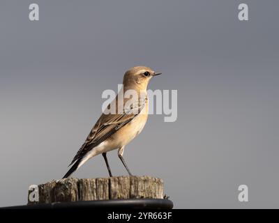 Femmine a nord sui livelli di Gwent in Galles Regno Unito [ Oenanthe Oenanthe ] Foto Stock