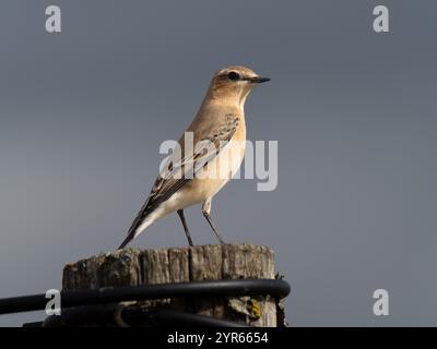 Femmine a nord sui livelli di Gwent in Galles Regno Unito [ Oenanthe Oenanthe ] Foto Stock