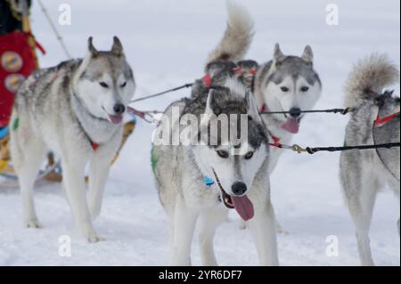 Una corsa di slitte trainate da cani a Haliburton, Ontario, Canada, che mostra i cani husky e le loro slitte nel freddo inverno all'aperto Foto Stock