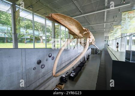 Nella lobby d'ingresso c'e' un gigantesco scheletro di osso di balena blu appeso. Al Beaty Biodiversity Museum presso l'UBC di Vancouver, British Columbia, Canada. Foto Stock