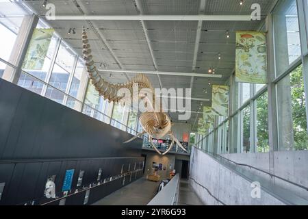 Nella lobby d'ingresso c'e' un gigantesco scheletro di osso di balena blu appeso. Al Beaty Biodiversity Museum presso l'UBC di Vancouver, British Columbia, Canada. Foto Stock