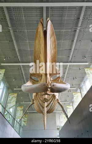 Nella lobby d'ingresso c'e' un gigantesco scheletro di osso di balena blu appeso. Al Beaty Biodiversity Museum presso l'UBC di Vancouver, British Columbia, Canada. Foto Stock