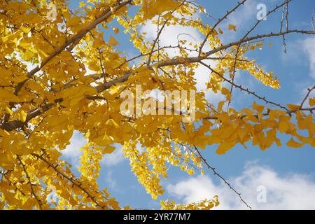 Fogliame giallo brillante su un cielo blu chiaro e sereno Foto Stock