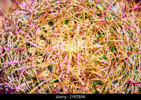Il vivace cactus rosa giallo ravviva da vicino nel deserto illuminato dal sole Foto Stock