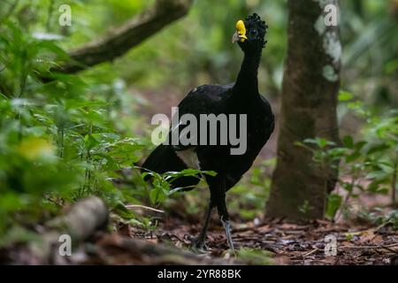 Un grande curassow maschile (Crax rubra) sul fondo della foresta nel Parco nazionale del Corcovado, penisola di osa, Costa Rica. Foto Stock