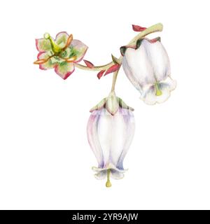 Fiore di campana bianco mirtillo, gemma sul ramo, disegnato a mano con acquerello, illustrazione botanica di fiori selvatici a infiorescenza. Composizione isolata del foro Foto Stock