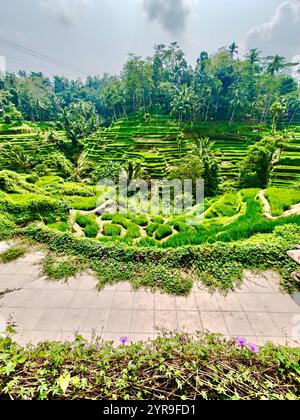 Tegallalang Rice Terrace a Bali, Indonesia Foto Stock