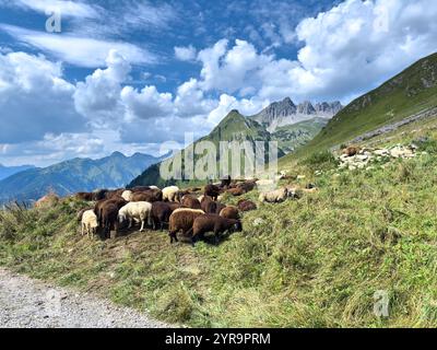 Mountainbiker incontra un gregge di pecore sulla pista fino a Häselgehrer Berg in autunno il 2 settembre 2024 a Elbigenalp, Lechtal, Austria. Fotografo: Peter Schatz Foto Stock