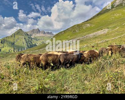 Mountainbiker incontra un gregge di pecore sulla pista fino a Häselgehrer Berg in autunno il 2 settembre 2024 a Elbigenalp, Lechtal, Austria. Foto Stock