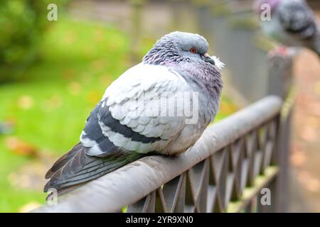 Piccione di roccia urbano (Columba livia) arroccato su ringhiera metallica, che tiene una piuma nel becco. I piccoli dettagli catturano da vicino un momento unico della fauna selvatica Foto Stock