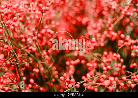 Un mucchio di bacche rosse su una pianta. Le bacche sono piccole e rotonde Foto Stock