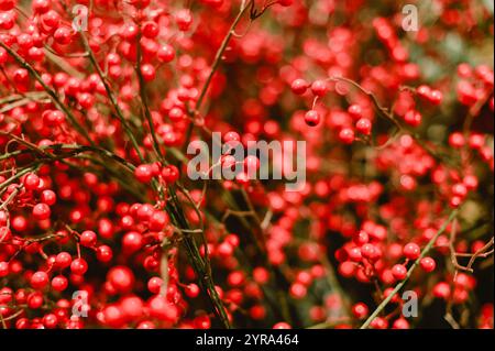 Un mucchio di bacche rosse su una pianta. Le bacche sono piccole e rotonde Foto Stock