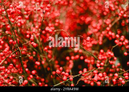 Un mucchio di bacche rosse su una pianta. Le bacche sono piccole e rotonde Foto Stock