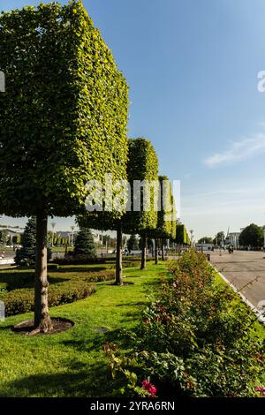 Un vicolo di alberi quadrati. Un prato liscio. Alberi verdi perfetti. VDNH a Mosca Foto Stock
