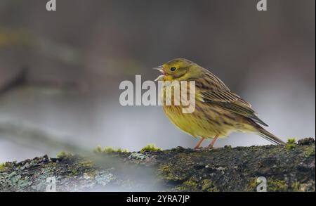 Il Yellowhammer ghiacciato (Emberiza citrinella) chiama forte mentre è arroccato su un grande ramo nel freddo inverno Foto Stock