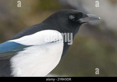 Magpie eurasiatiche (pica pica) ritratto invernale molto vicino con becco e occhi dettagliati Foto Stock