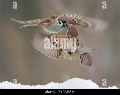 I passeri eurasiatici (Passer montanus) si battono in una brutale battaglia di volo per la loro vita nel freddo inverno Foto Stock