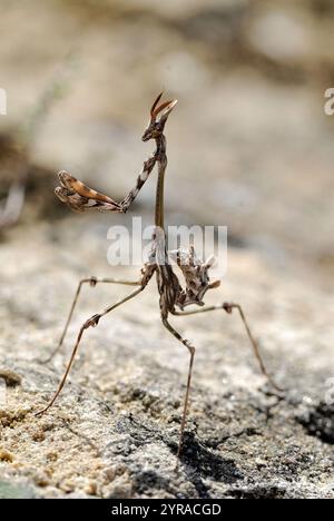 Conehead mantis (Empusa pennata) *** didascalia locale *** Foto Stock