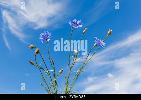 Centaurea cyanus fiordaliso blu che fiorisce contro un cielo blu brillante con nuvole bianche. Fotografia naturalistica che cattura delicati fiori selvatici in estate Foto Stock