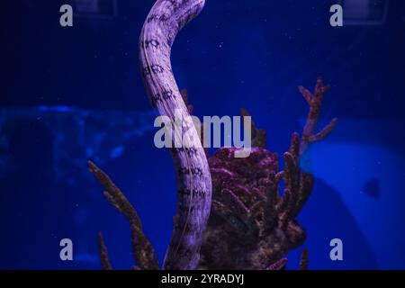 Un'echidna murena nuota graziosamente vicino al fondale marino, circondato da vivaci barriere coralline, adagiato su uno splendido fondale blu dell'oceano Foto Stock