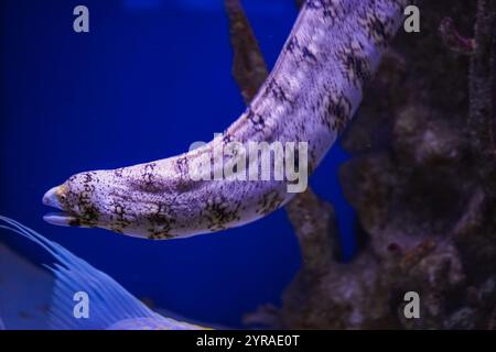 Un'echidna murena nuota graziosamente vicino al fondale marino, circondato da vivaci barriere coralline, adagiato su uno splendido fondale blu dell'oceano Foto Stock