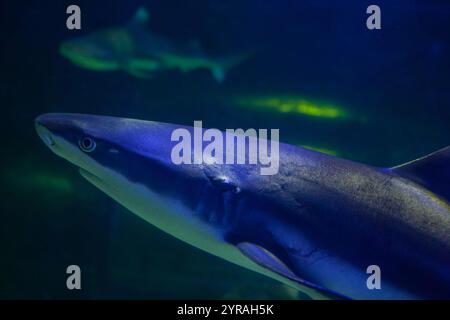 Uno squalo pinna nera della barriera corallina nuota con grazia in un ambiente calmo sott'acqua, un vero riflesso della pace e della bellezza del fondo dell'oceano Foto Stock