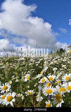 Un campo di margherite in fiore, Sainte-Apolline, Québec, Canada Foto Stock