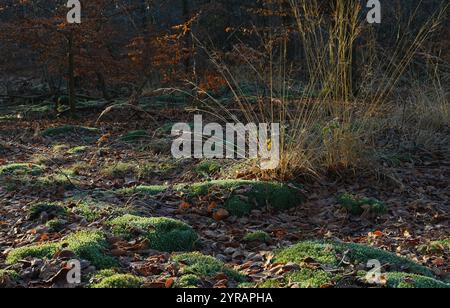 Ambiente autunnale con cuscini di muschio verde e foglie morte marroni, nonché ciuffi di erba nel terreno della foresta Foto Stock