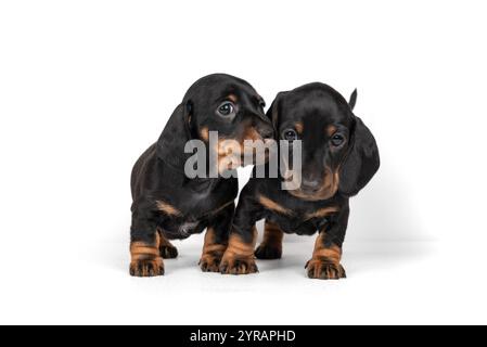 Due piccoli cuccioli di dachshund neri, che si guardano l'un l'altro. I piccoli cani guardano con amore l'addestratore. Evidenziato su sfondo bianco Foto Stock