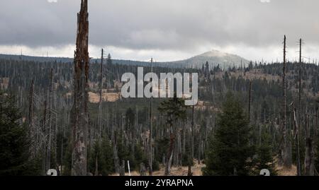 Hochlagen im Bayerischen Wald, alte altitudini nella foresta bavarese Foto Stock