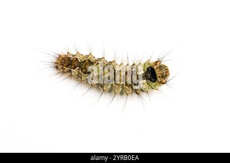 Black Arches, Lymantria monacha, caterpillar. Monmouthshire, giugno. Famiglia Erebidae. Foto Stock