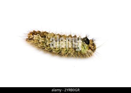 Black Arches, Lymantria monacha, caterpillar. Monmouthshire, giugno. Famiglia Erebidae. Foto Stock