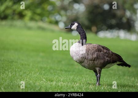 Oche del Canada Branta canadensis. Oca canadese su un'erba verde nel parco in una giornata di sole. Flora e fauna selvatiche, birdwatching. Foto Stock