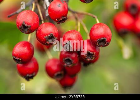 Bacche di ribes rosso su cespuglio nel giardino estivo Foto Stock