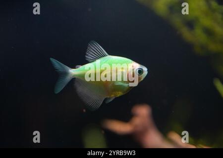 Pesci d'acquario che nuotano in acqua Foto Stock