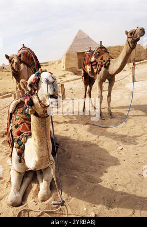 Kairo Ägypten, 20241124, Pyramiden mit kamelen *** Cairo Egitto, 20241124, piramidi con cammelli Foto Stock