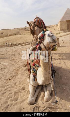 Kairo Ägypten, 20241124, Pyramiden mit kamelen *** Cairo Egitto, 20241124, piramidi con cammelli Foto Stock