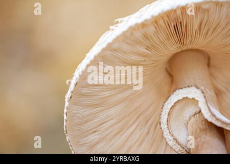Immagine macro di sfondo astratto del fungo Sajor-caju. Foto Stock