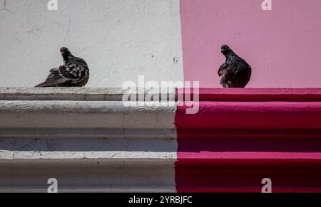 Due piccioni seduti su una sporgenza della facciata dell'edificio. Una colomba appoggiata sulla parte bianca e l'altra sulla parete dipinta di rosa Foto Stock