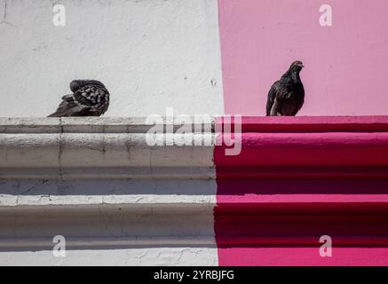 Due piccioni seduti su una sporgenza della facciata dell'edificio. Una colomba appoggiata sulla parte bianca e l'altra sulla parete dipinta di rosa Foto Stock