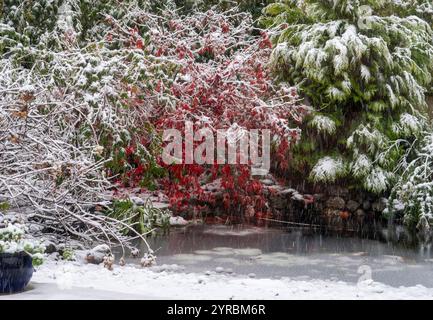 Un laghetto ghiacciato durante la neve pesante - Acer Palmatum Osakazuki coperto di neve, Sidmouth, Devon, Regno Unito Foto Stock