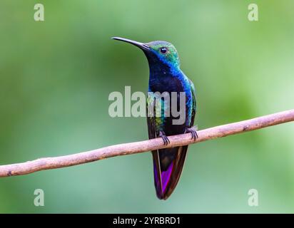 Un colibrì maschio di mango dalla gola nera (Anthracothorax nigricollis) arroccato su una vite sottile. Brasile. Foto Stock