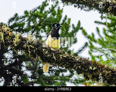 Un ghiandaia peluche (Cyanocorax chrysops) arroccato su un ramo nella foresta. Brasile. Foto Stock