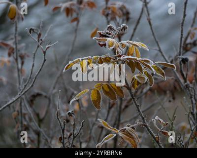 Rose congelate in inverno. Foglie e fiori ricoperti di gelo e neve. Concetto di cura dell'impianto da giardino. Foto Stock