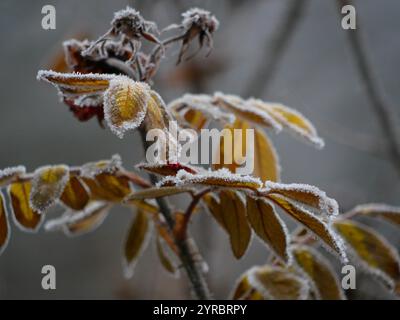 Rose congelate in inverno. Foglie e fiori ricoperti di gelo e neve. Concetto di cura dell'impianto da giardino. Foto Stock