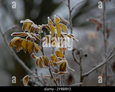 Rose congelate in inverno. Foglie e fiori ricoperti di gelo e neve. Concetto di cura dell'impianto da giardino. Foto Stock